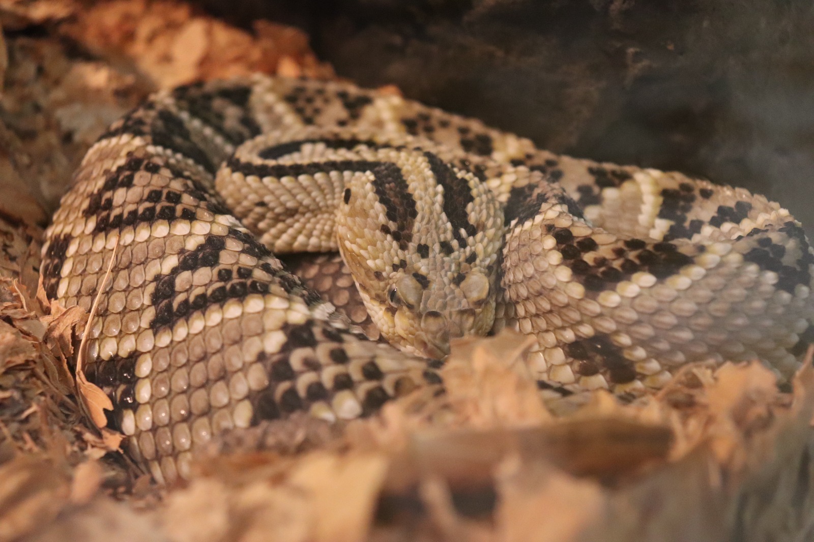 Exitosa Respuesta Del P Blico A La Exhibici N Reptiles Del Pasado Y